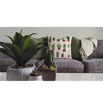 couch with coffee table and plants on the table